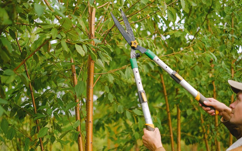 Tree trimming in Westphalia, IA